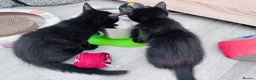 British Shorthair cats for sale: Beautiful Rusty Tabby kittens - Advert 10