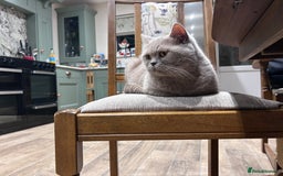 British Shorthair cats for sale: Tica Registered British Shorthairs  - Image 9
