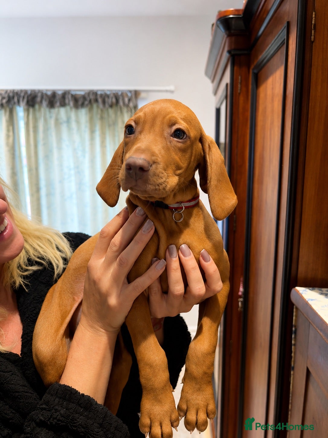 Hungarian Vizsla dogs 1 Girl 1 boy ready to leave.🥰KC Hungarian Vizslas - Advert 12