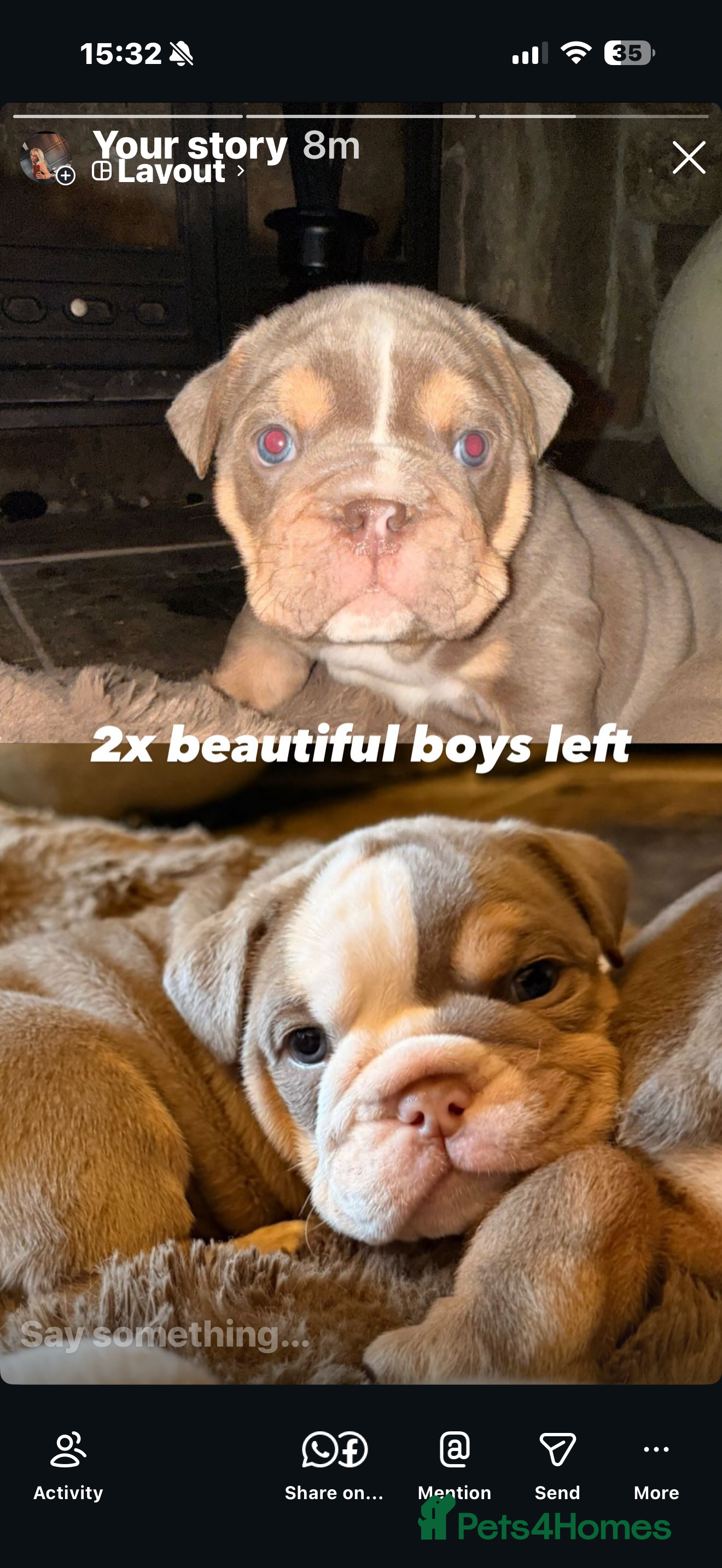 English Bulldog dogs Brown tan bull dogs  - Advert 17