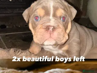 English Bulldog dogs Brown tan bull dogs - Advert 17