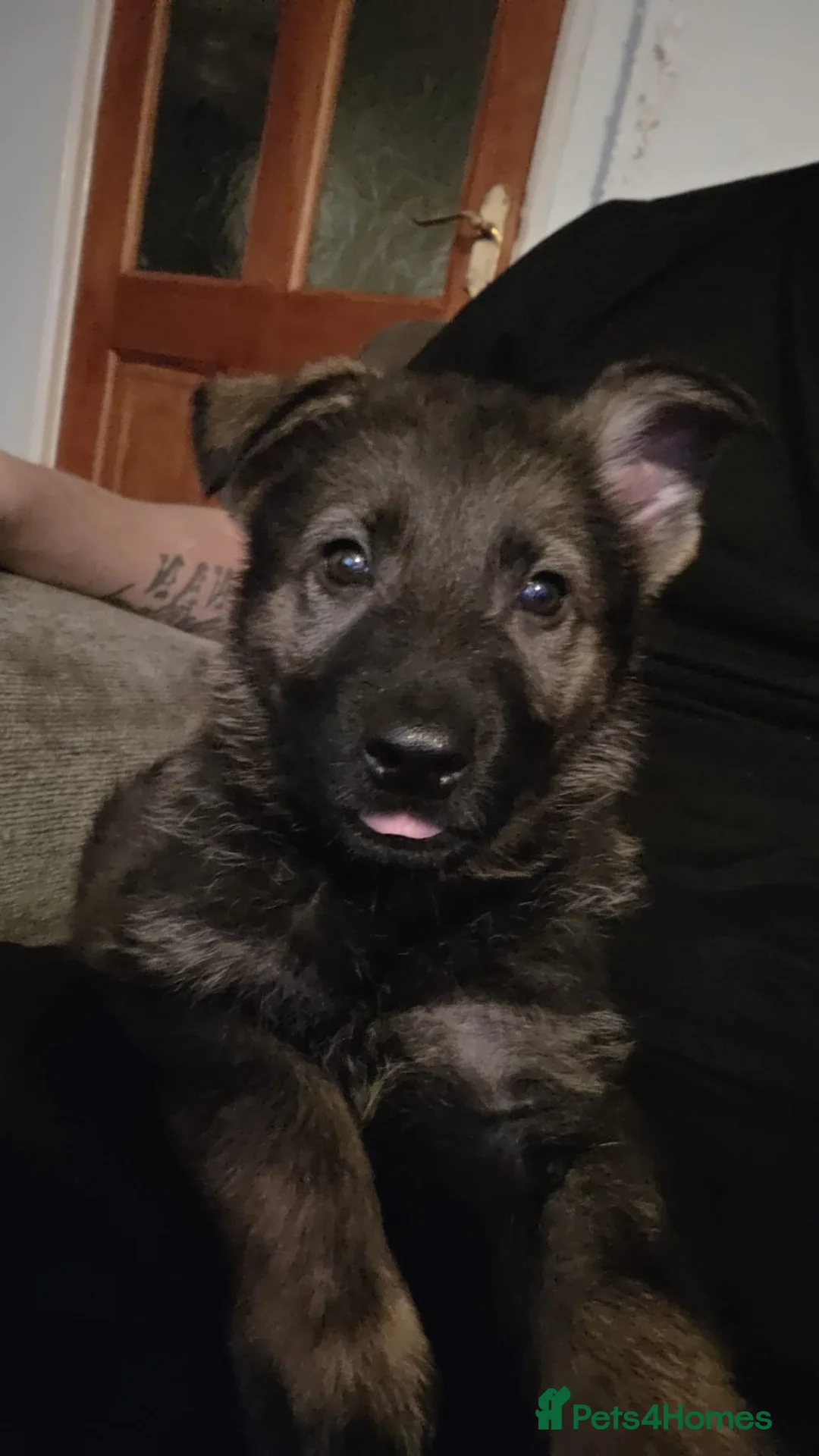 German Shepherd dogs for sale: 9 week old German shepherd  in Maidstone - Advert 1