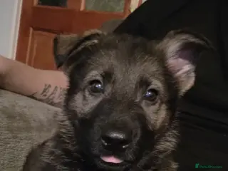 German Shepherd dogs 9 week old German shepherd - Advert 5