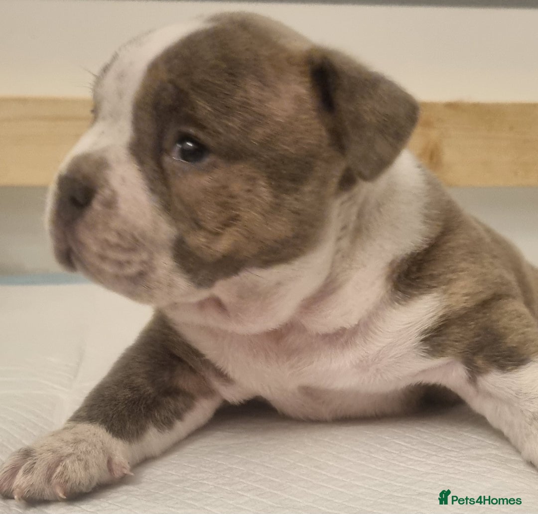 American Bully dogs for sale: 4 pocket bully pups. - Advert 5