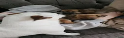 Jack Russell dogs for sale: One girl left  - Advert 6