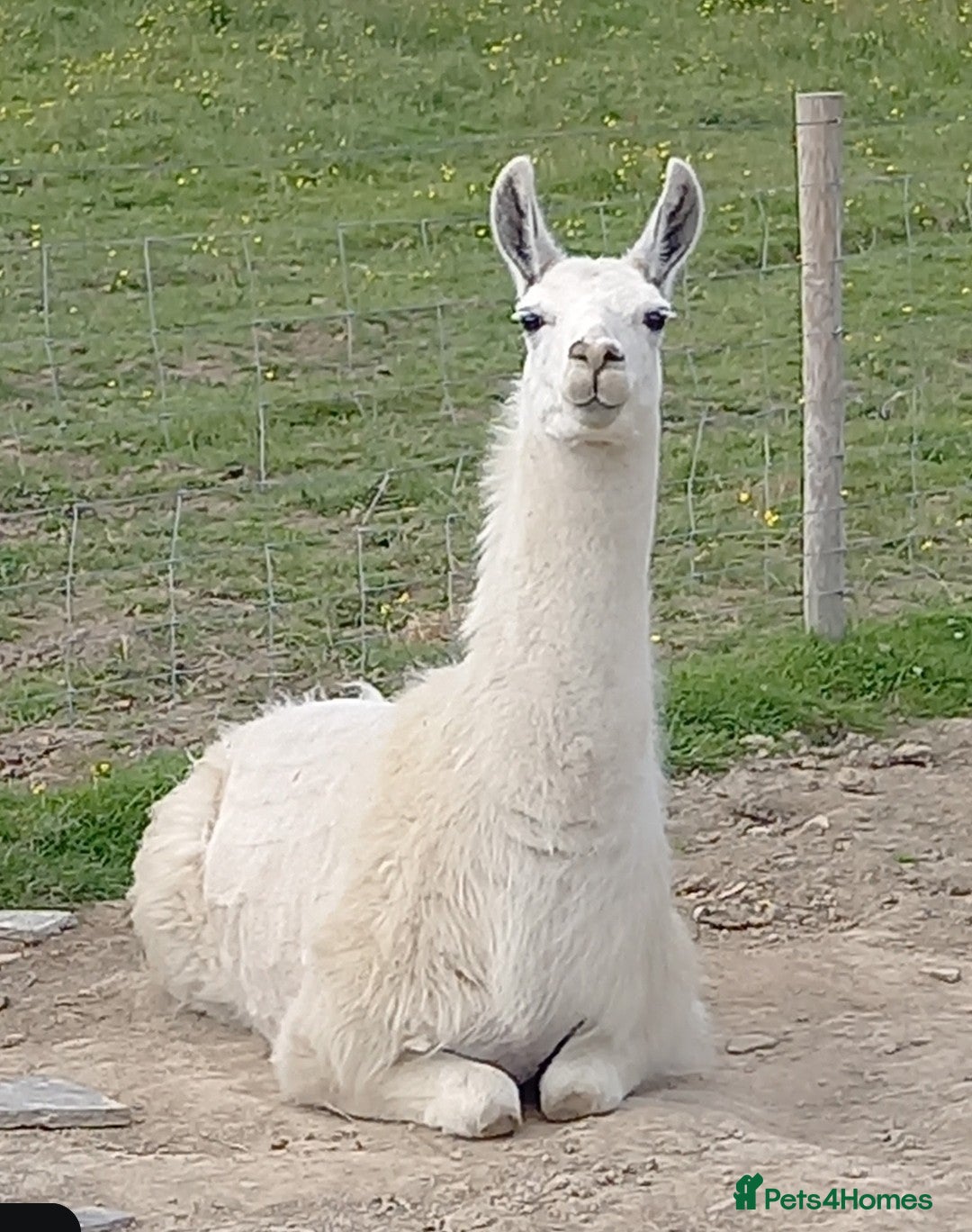 Llama livestock Female llama - Advert 2