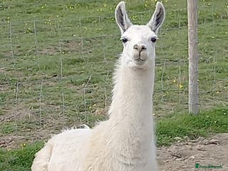 Llama livestock Female llama - Advert 2
