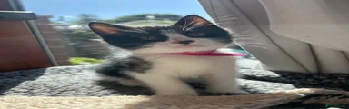 Mixed Breed Kitten 4