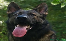 German Shepherd dogs for sale: Looking for good home for my boy Thorn - Image 10