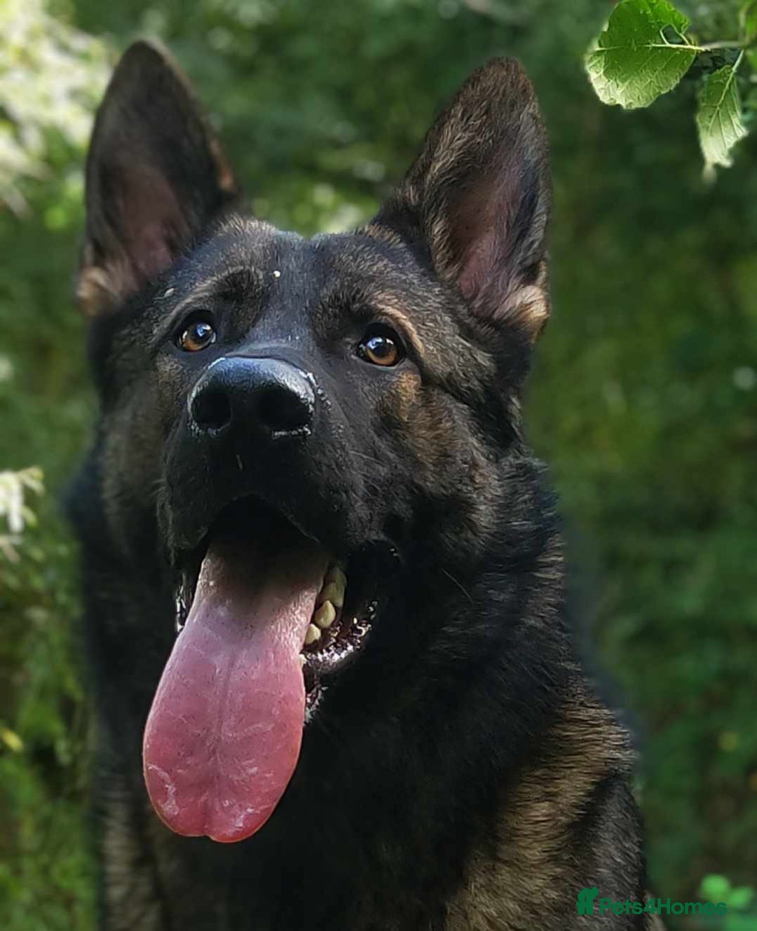 German Shepherd dogs for sale: Looking for good home for my boy Thorn - Image 10