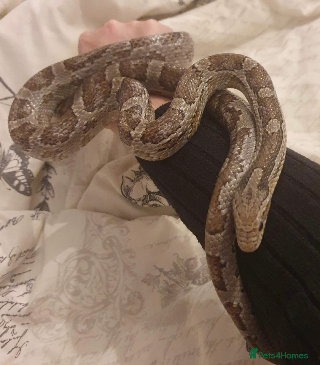 Corn Snake reptiles Male Corn Snake Free - Advert 2