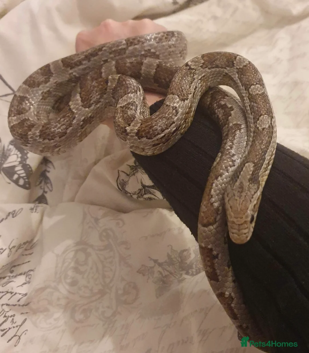 Corn Snake reptiles for sale: Male Corn Snake Free - Advert 1