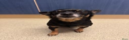 Mixed Breed dogs for sale: 9yr old Female Black & Tan Jackhuahua  - Advert 2