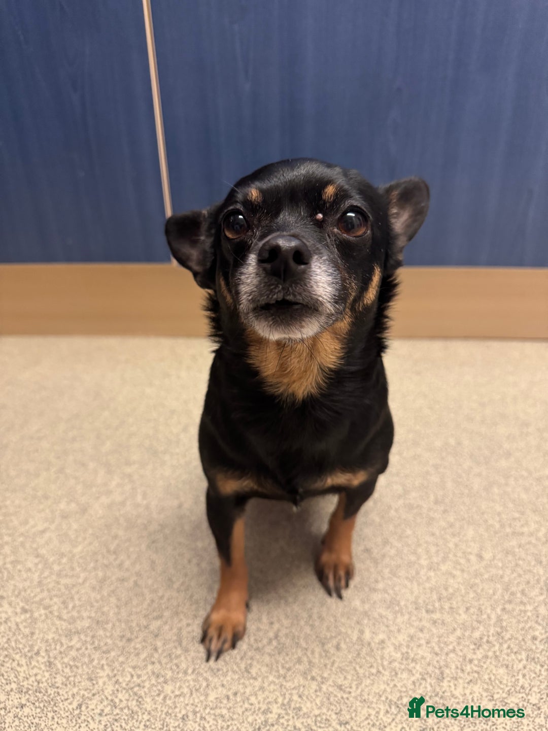Mixed Breed dogs for sale: 9yr old Female Black & Tan Jackhuahua  - Advert 2