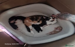 Mixed Breed cats for sale: Male kitten - Image 6