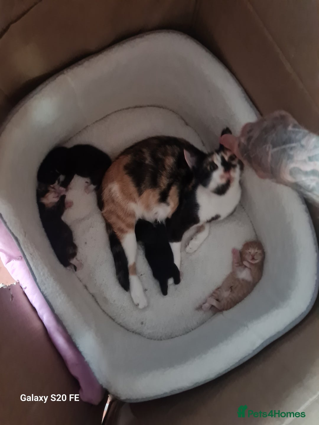 Mixed Breed cats for sale: Male kitten - Image 6
