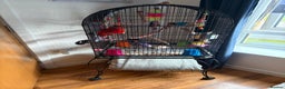 Parakeets birds for sale: Crimson rosella with cage  - Advert 4
