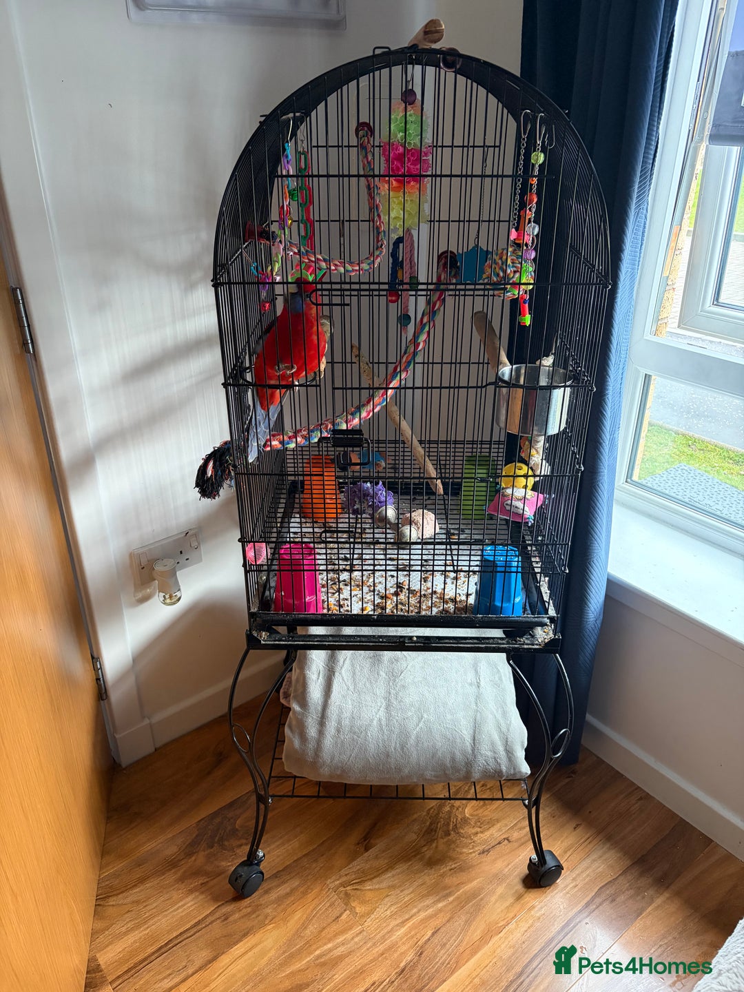 Parakeets birds for sale: Crimson rosella with cage  - Advert 4