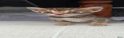 Bengal cats for sale: 🐾 Our beautiful Bengal kittens are now ready in Leicester - Advert 16
