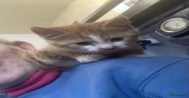 Mixed Breed cats KITTENS for Sale - Boys and Girls - Advert 2