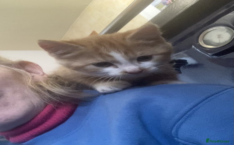 Mixed Breed cats KITTENS for Sale - Boys and Girls - Advert 1