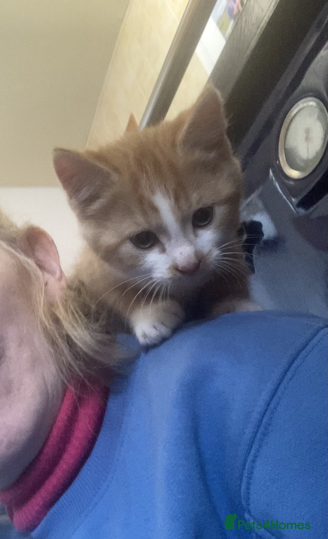 Mixed Breed cats for sale: KITTENS for Sale - Boys and Girls - Advert 3