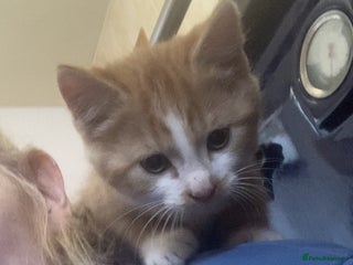 Mixed Breed cats KITTENS for Sale - Boys and Girls - Advert 2