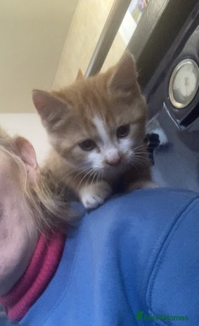 Mixed Breed cats KITTENS for Sale - Boys and Girls - Advert 1