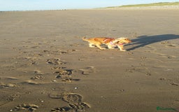 Cocker Spaniel dogs for sale: Cocker Spaniel - Image 6