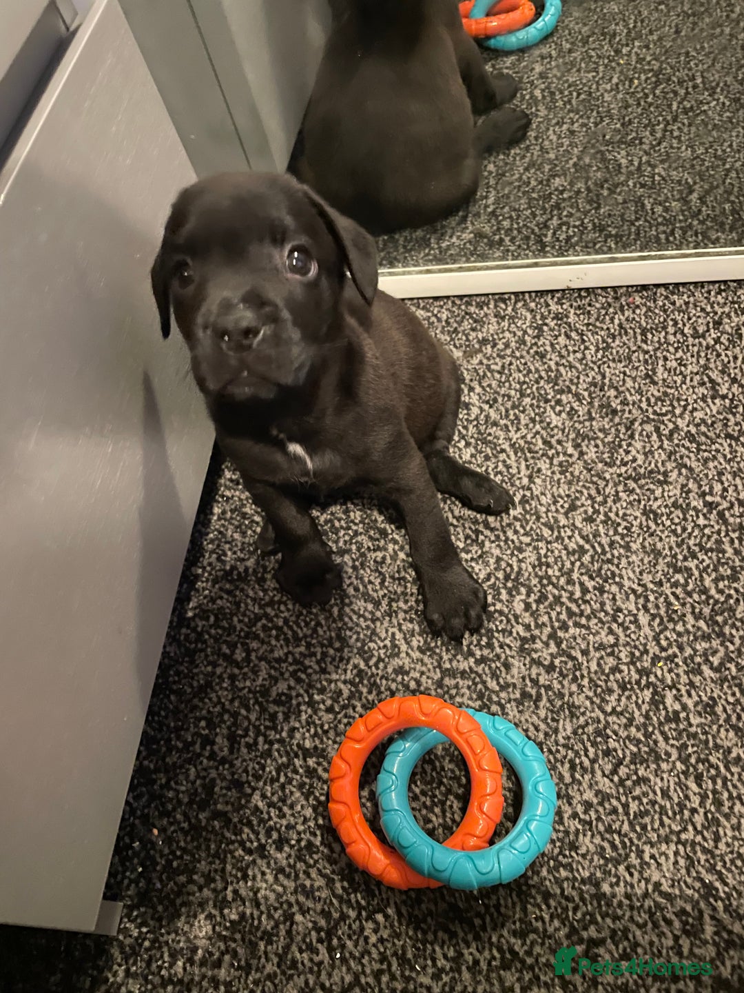 Mixed Breed dogs for sale: READY FOR THERE FOREVER HOMES 1 GIRL & - BOY  - Advert 34