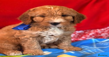 Mixed Breed dogs - Advert 4