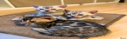 Bengal cats for sale: Beautiful TICA Bengal Kittens  - Advert 32