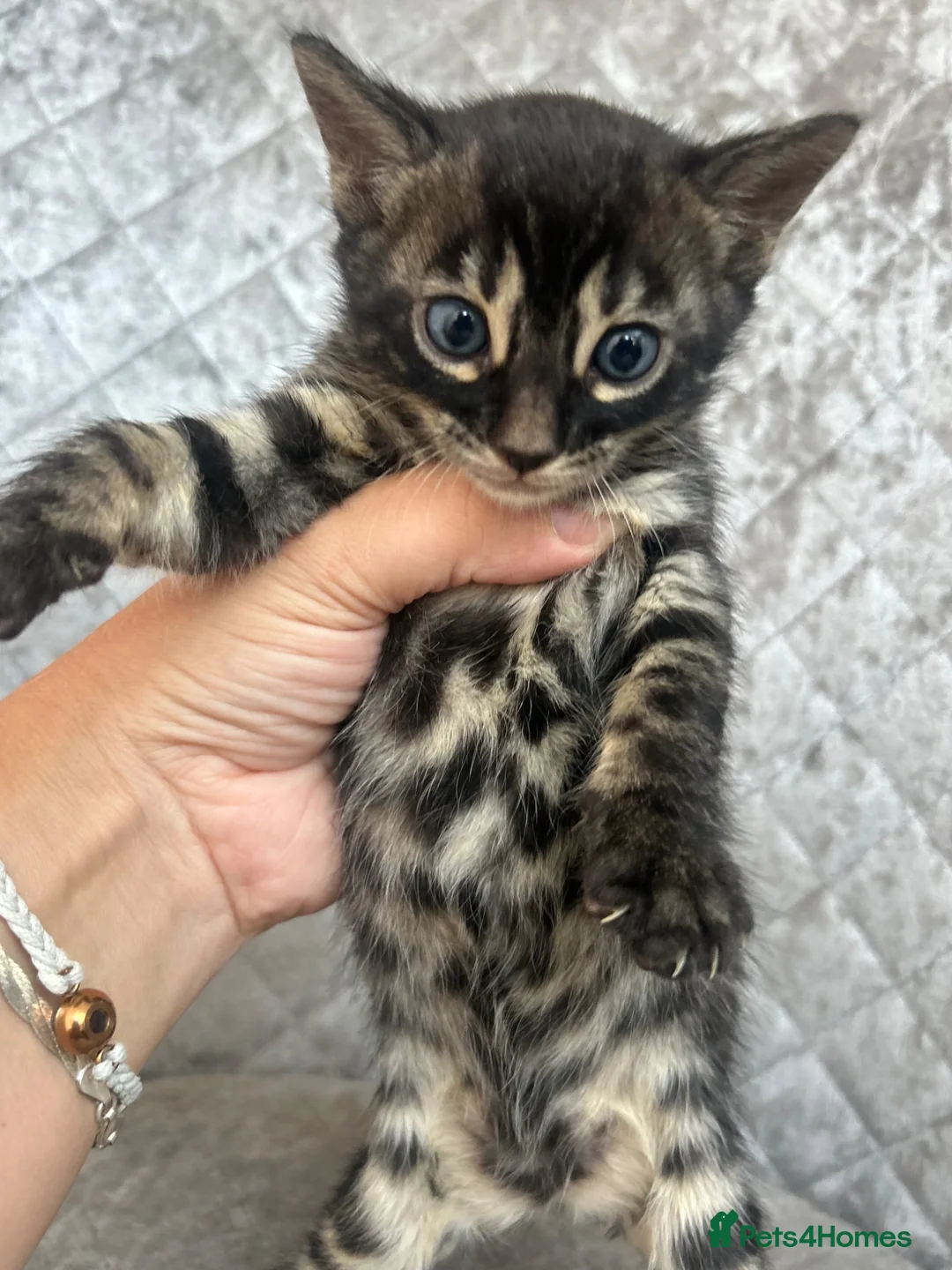 Bengal cats for sale: Gorgeous litter of TICA registered bengal kittens  - Advert 2