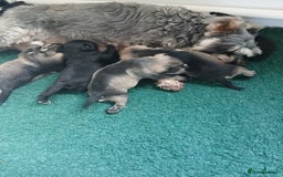 Miniature Schnauzer dogs for sale: Beautiful miniature shnauzers  - Image 6
