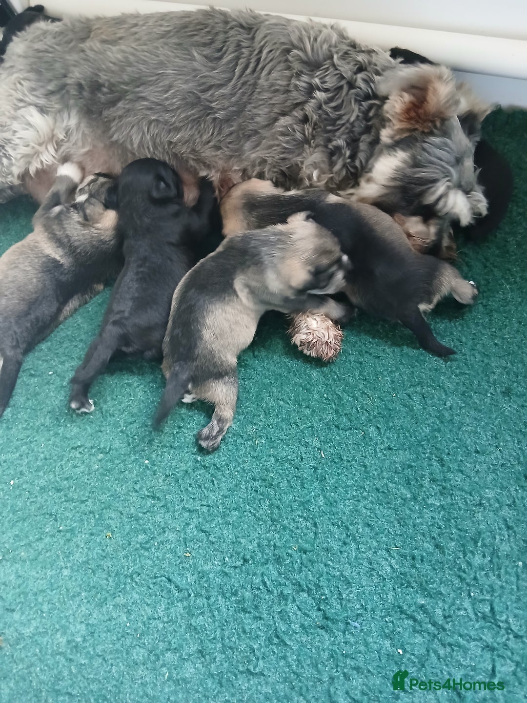 Miniature Schnauzer dogs for sale: Beautiful miniature shnauzers  - Image 6