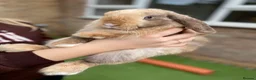 Mini Lop rabbits for sale: Mini Lop rehome  - Advert 2