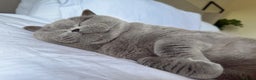 British Shorthair cats for sale: British shorthair blue female - Advert 4