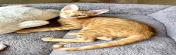 Arabian Mau cats for adoption: Two Female Rescue Kittens for Adoption Together - Advert 4
