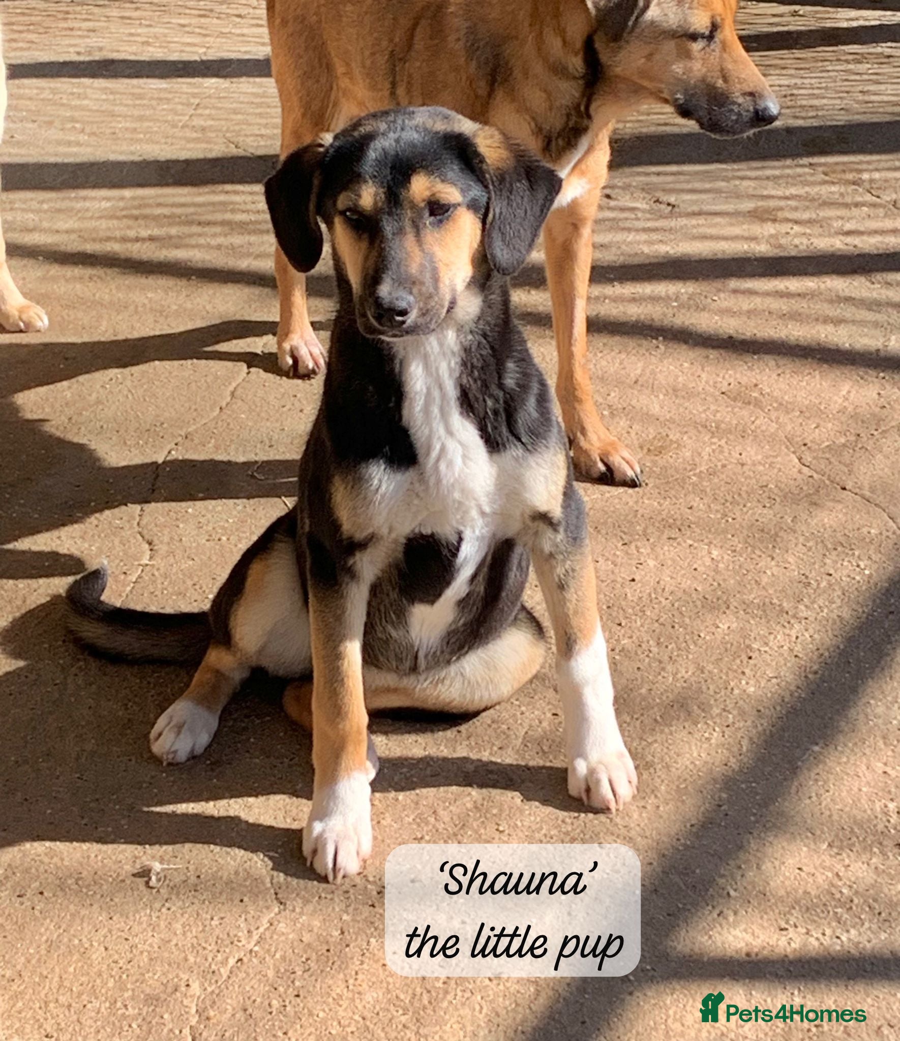 Mixed Breed dogs Shauna, 6 months approx. Available for adoption. - Advert 19