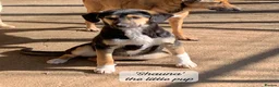 Mixed Breed dogs for adoption: Shauna, 6 months approx. Available for adoption. in Brixham - Advert 1
