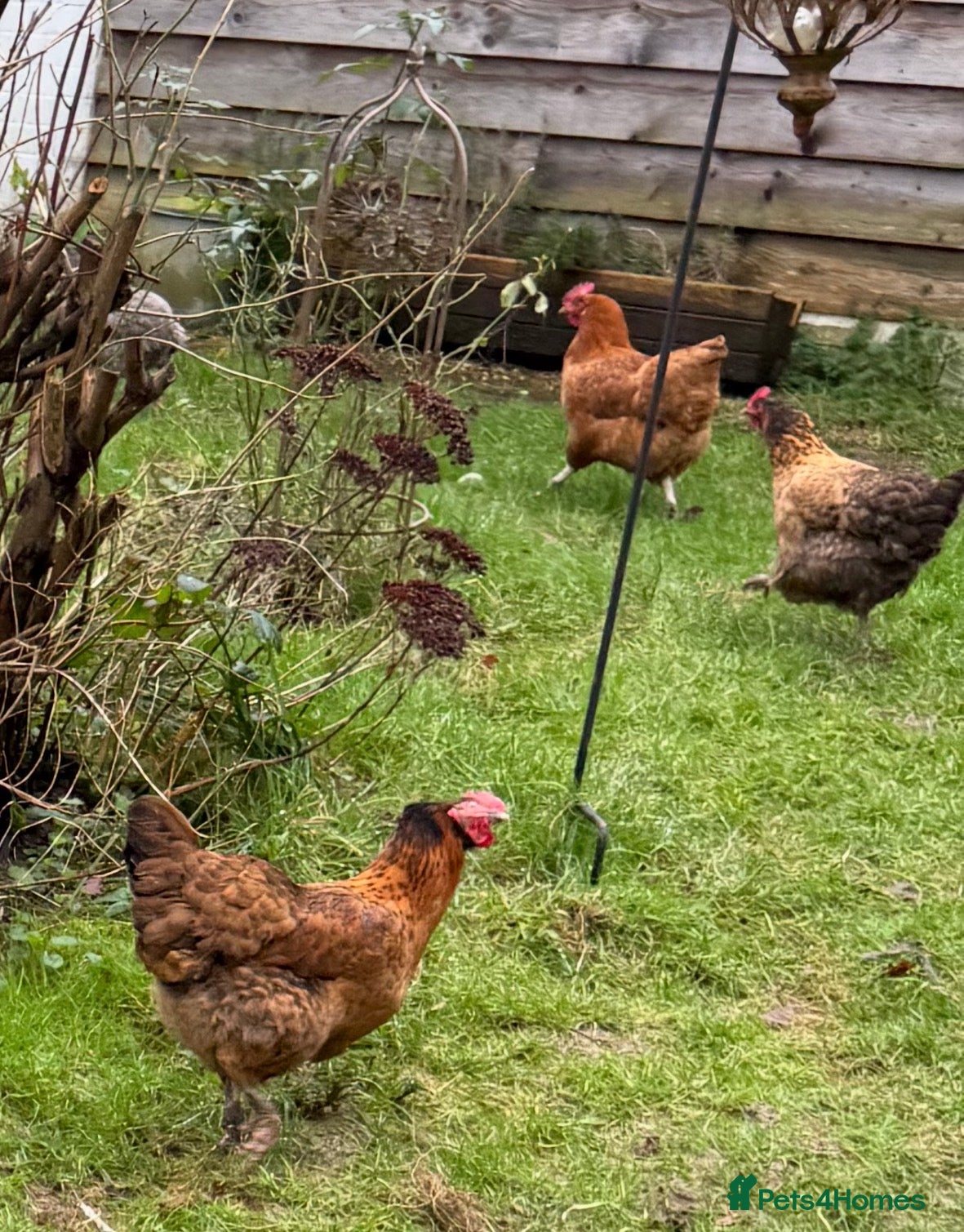 Chickens poultry Buff Orpington cross hens  in Battle - Advert 7