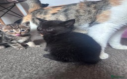 Mixed Breed cats for sale: 5 beautiful kittens for sale  - Image 18