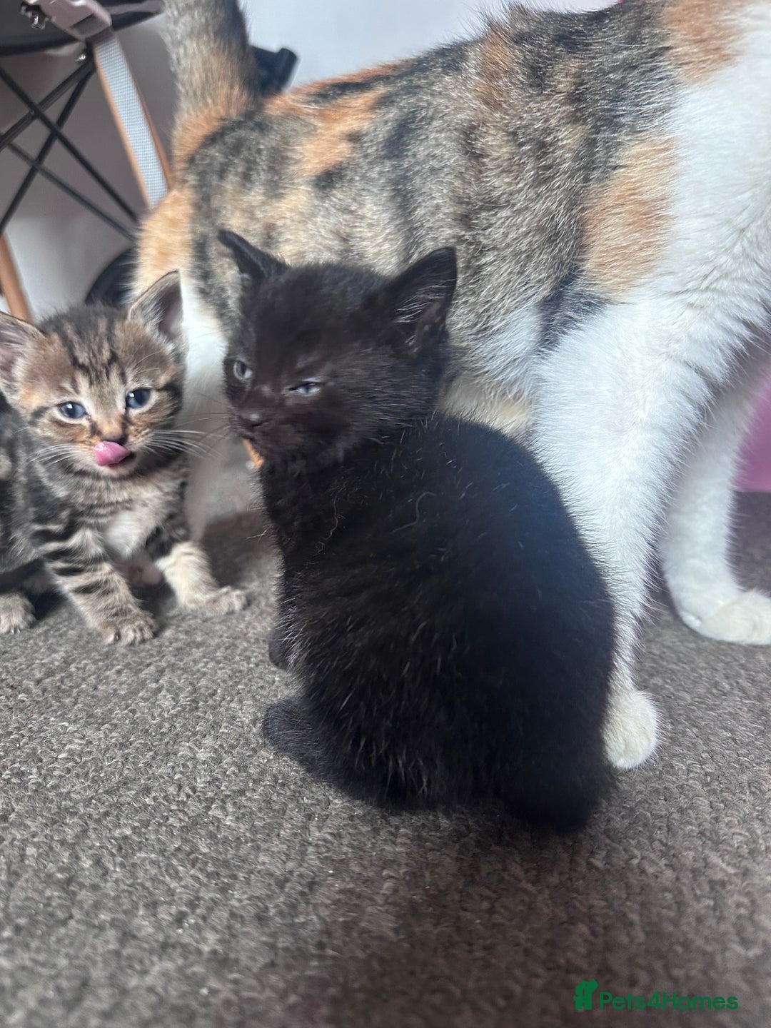 Mixed Breed cats for sale: 5 beautiful kittens for sale  - Image 18
