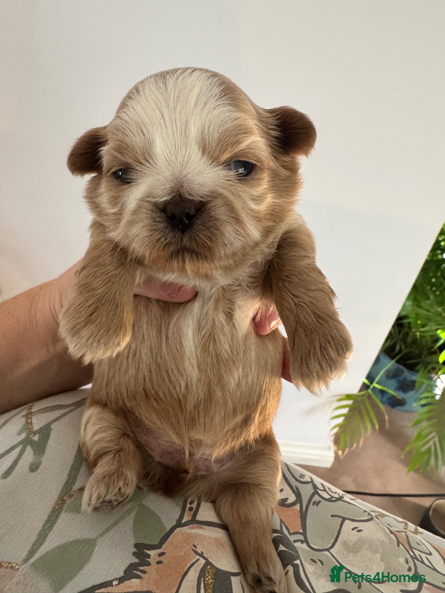 Shih Tzu dogs for sale: 🐾GORGEOUS KARASHISHI IMPERIAL SHIH TZU PUPPIES ✨ - Advert 2
