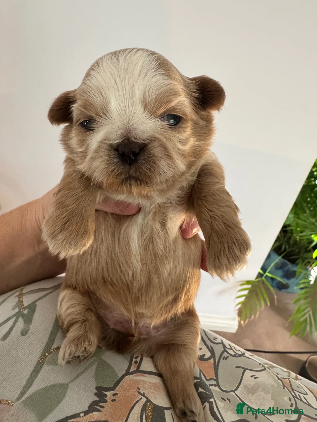 Shih Tzu dogs for sale: 🐾GORGEOUS KARASHISHI IMPERIAL SHIH TZU PUPPIES ✨ - Advert 2