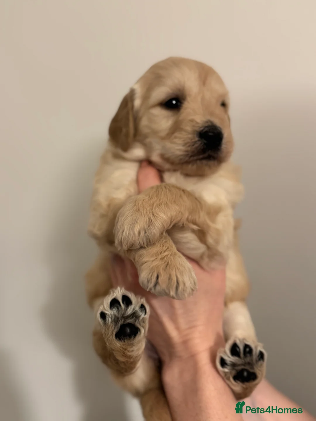 Goldendoodle dogs for sale: F1 Golden Doodles  - Advert 6