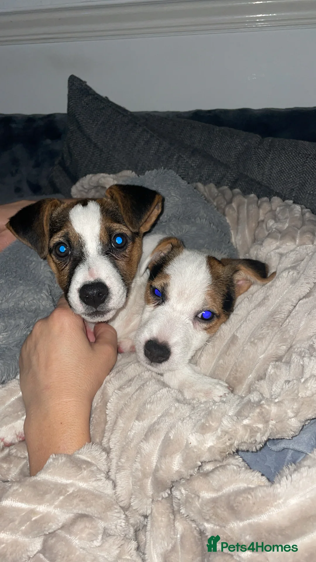 Jack Russell dogs for sale: jack russell puppys  - Advert 1
