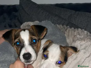 Jack Russell dogs jack russell puppys - Advert 11