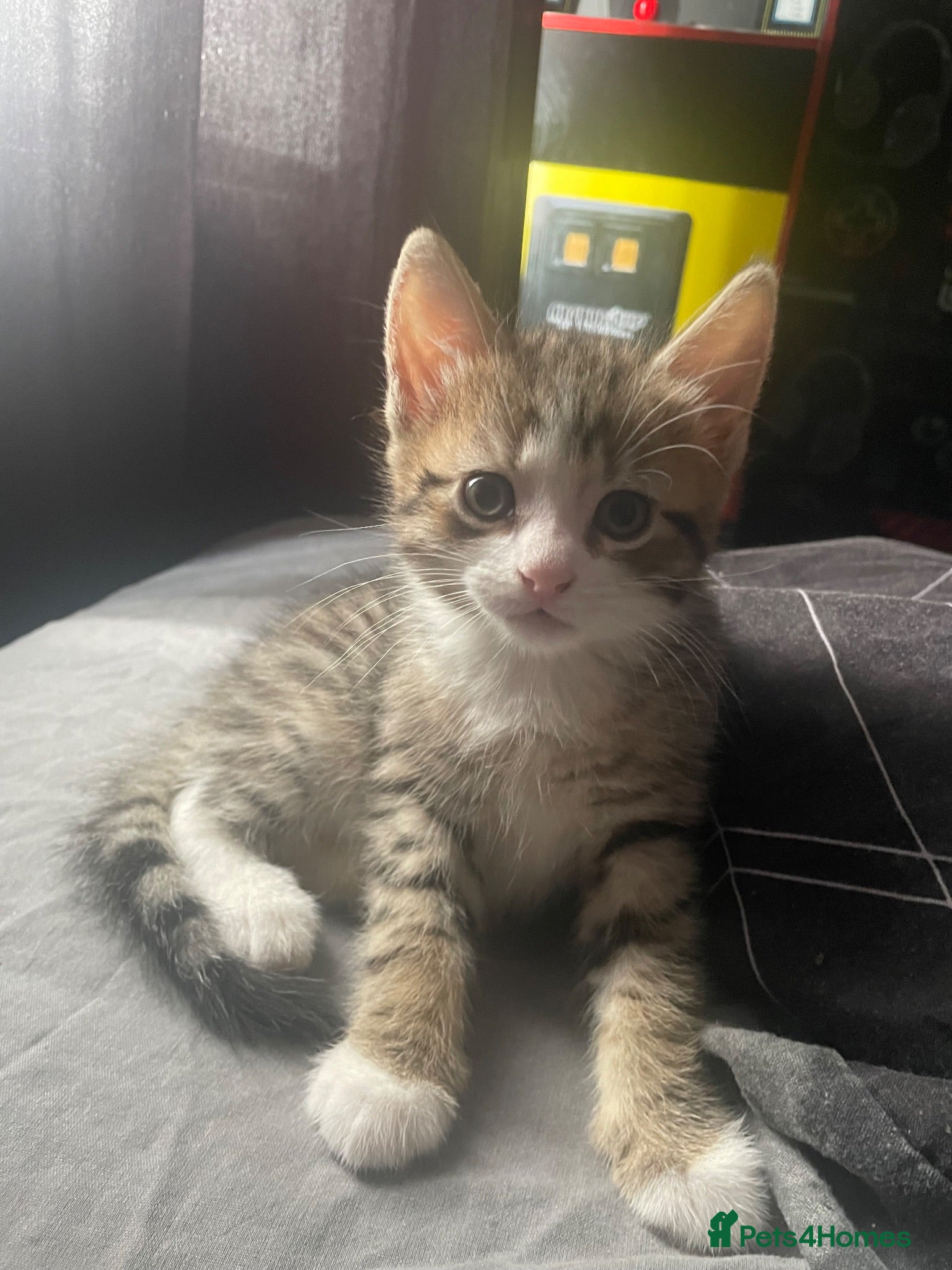 Mixed Breed cats Male tabby boy - Advert 12