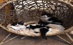 Mixed Breed cats for sale: Looking for forever homes - Image 2